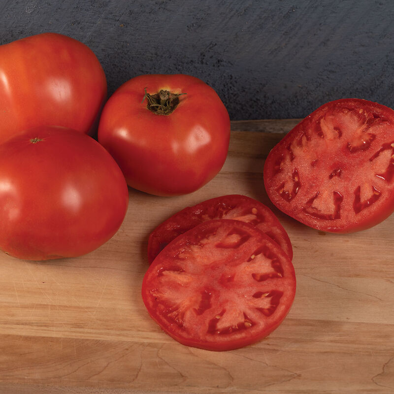 Beefsteak tomato plant - determinant