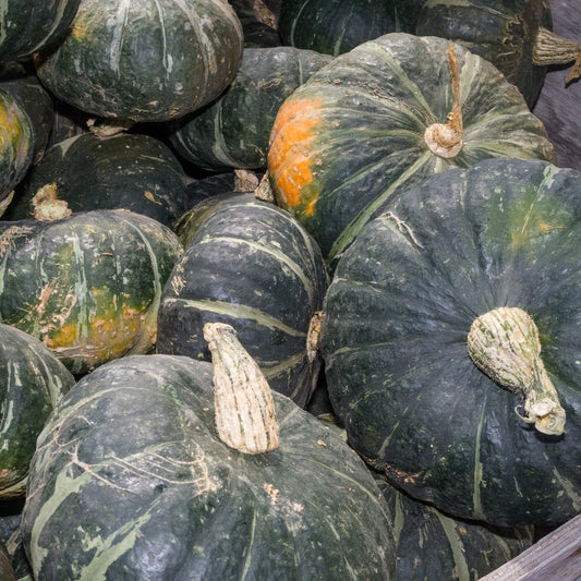 Kabocha/Buttercup Squash