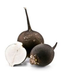 Black Spanish radish