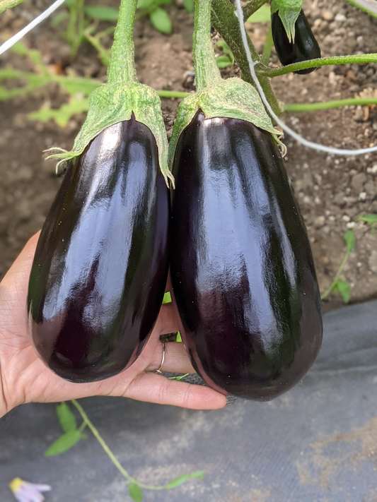 Eggplant