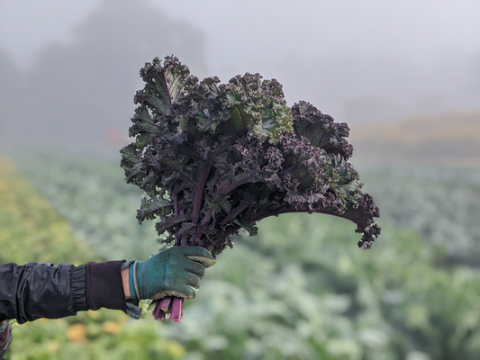 Purple Kale